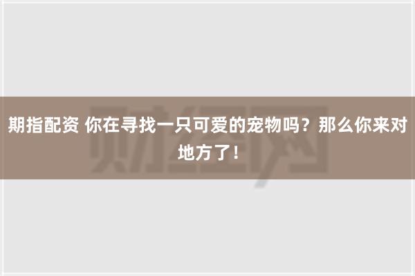 期指配资 你在寻找一只可爱的宠物吗？那么你来对地方了！